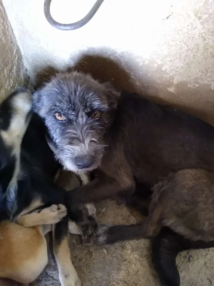 Cachorro ra a Viralata idade 2 a 6 meses nome Sem nome 