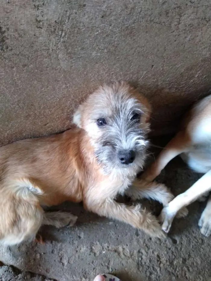 Cachorro ra a Viralata idade 2 a 6 meses nome Sem nome 