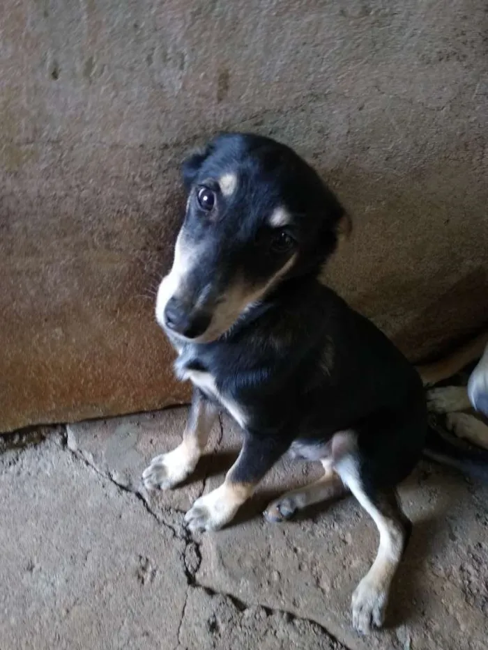 Cachorro ra a Viralata idade 2 a 6 meses nome Sem nome 