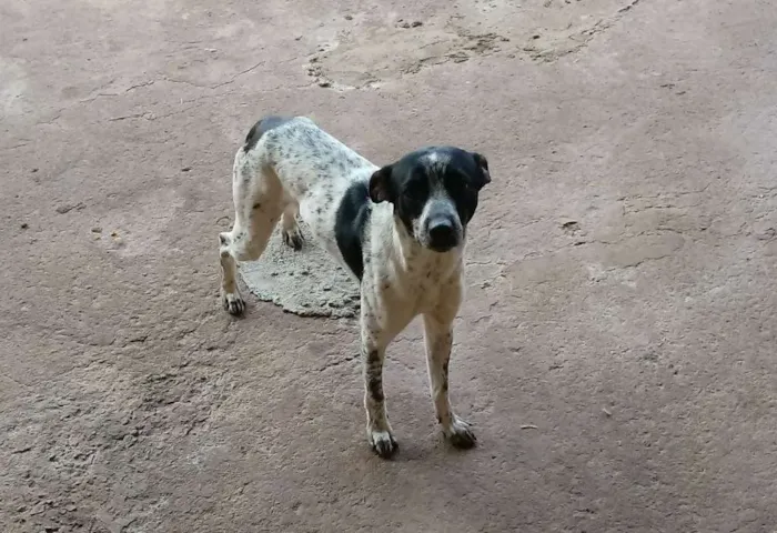 Cachorro ra a vira-lata  idade 1 ano nome Max