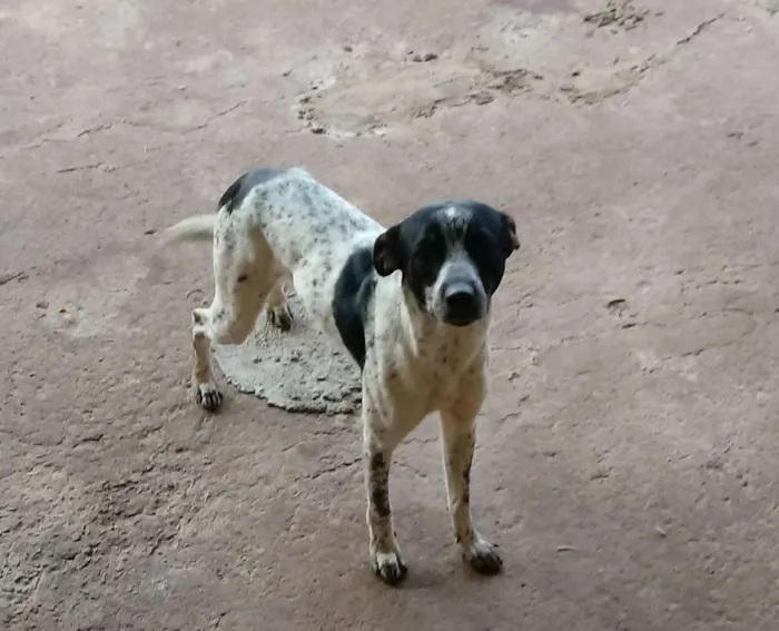 Cachorro ra a vira-lata  idade 1 ano nome Max