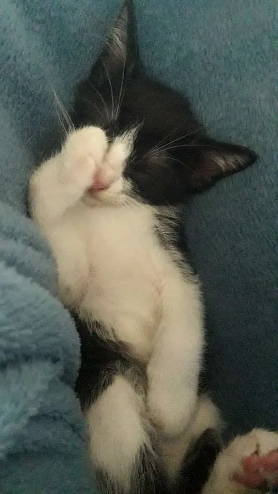 Gato ra a Indefinida idade Abaixo de 2 meses nome Sem nome
