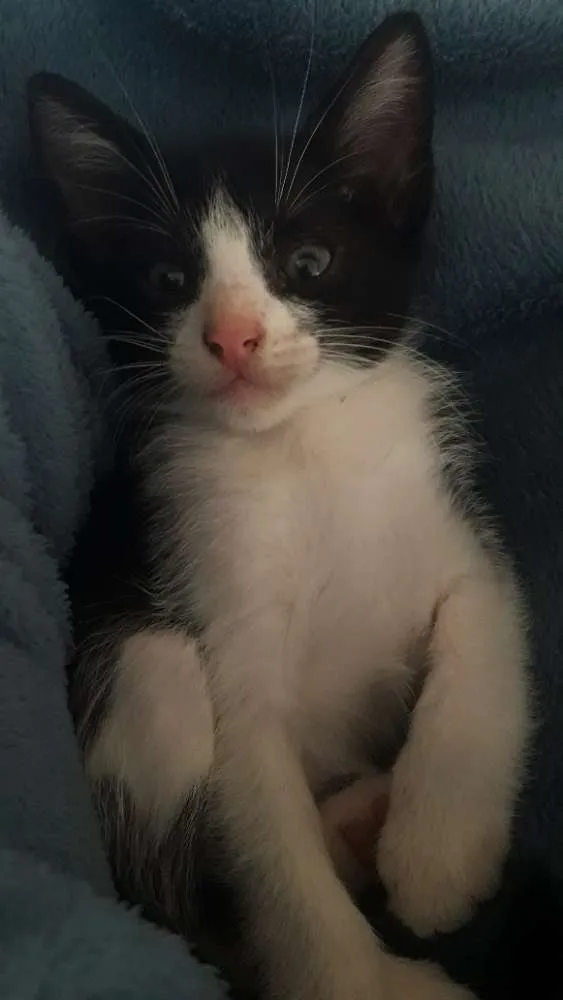 Gato ra a Indefinida idade Abaixo de 2 meses nome Sem nome