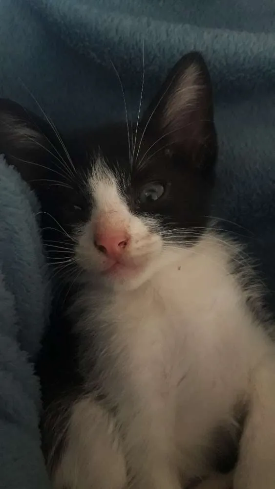 Gato ra a Indefinida idade Abaixo de 2 meses nome Sem nome