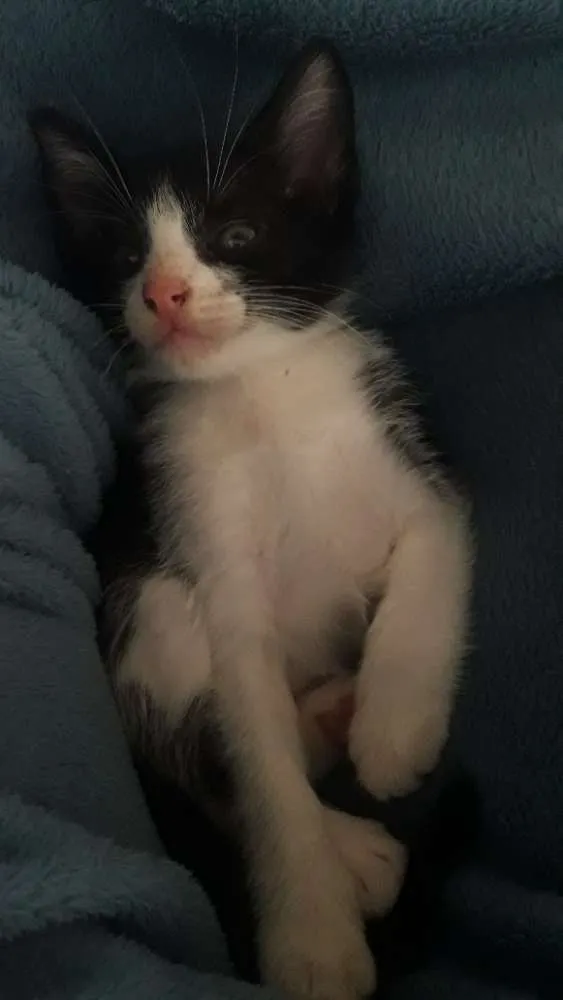Gato ra a Indefinida idade Abaixo de 2 meses nome Sem nome