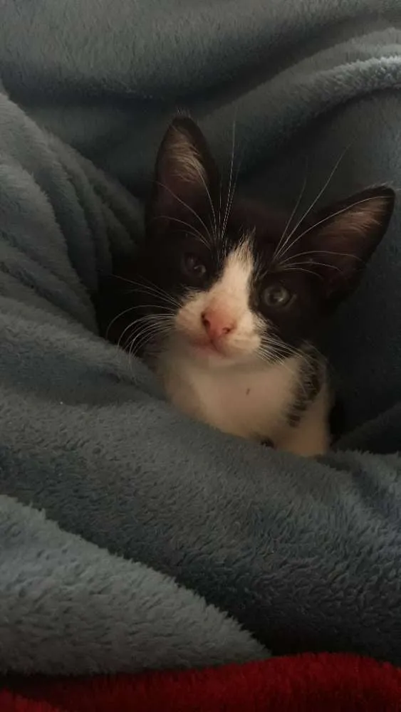 Gato ra a Indefinida idade Abaixo de 2 meses nome Sem nome