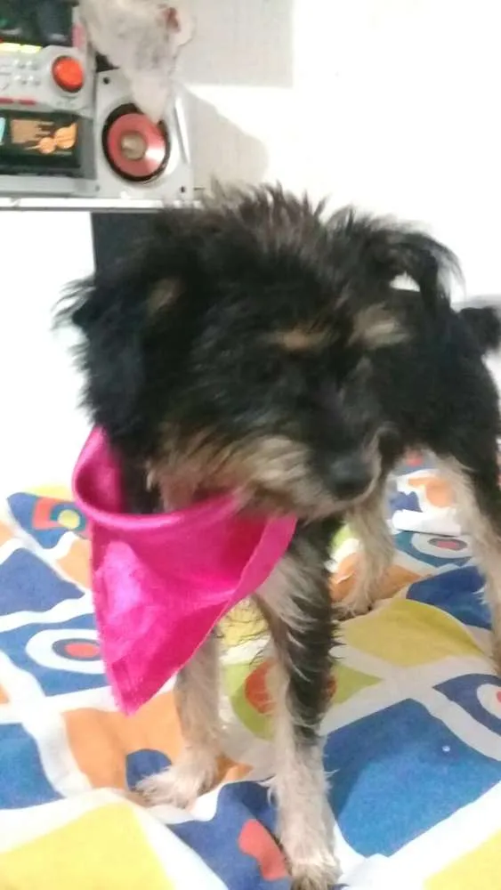 Cachorro raça  idade 1 ano nome Pérola 