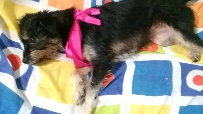 Cachorro raça  idade 1 ano nome Pérola 
