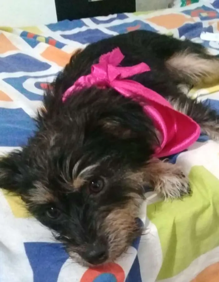Cachorro raça  idade 1 ano nome Pérola 