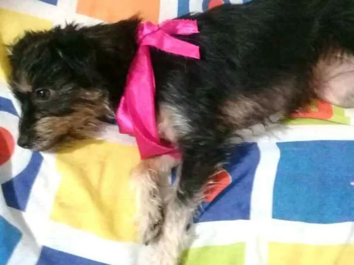 Cachorro raça  idade 1 ano nome Pérola 