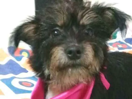 Cachorro raça  idade 1 ano nome Pérola 