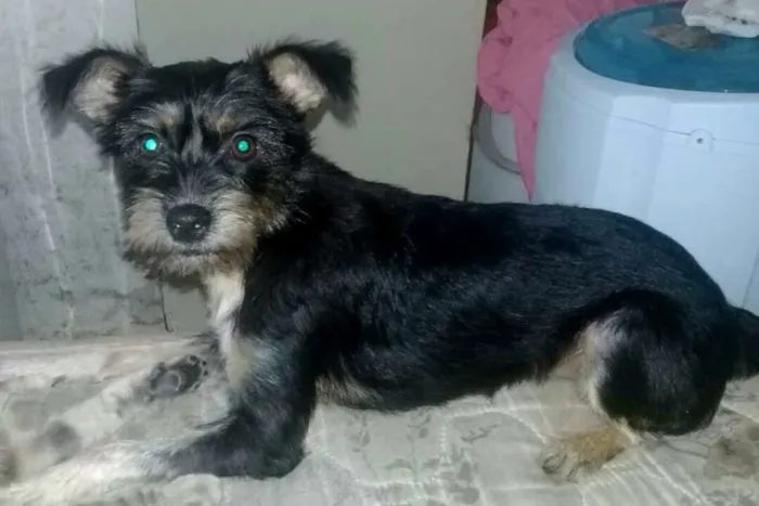 Cachorro raça  idade 1 ano nome Pérola 