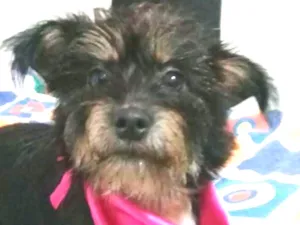 Cachorro raça  idade 1 ano nome Pérola 