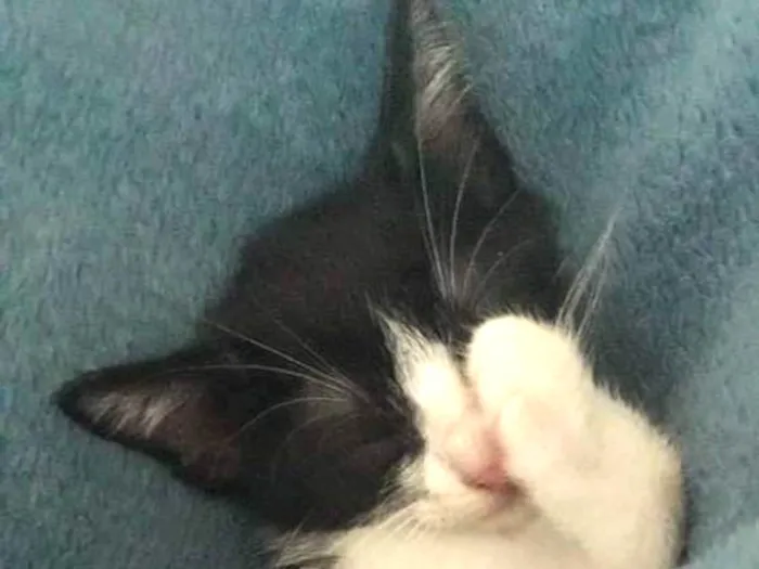 Gato ra a Indefinida idade Abaixo de 2 meses nome Sem nome