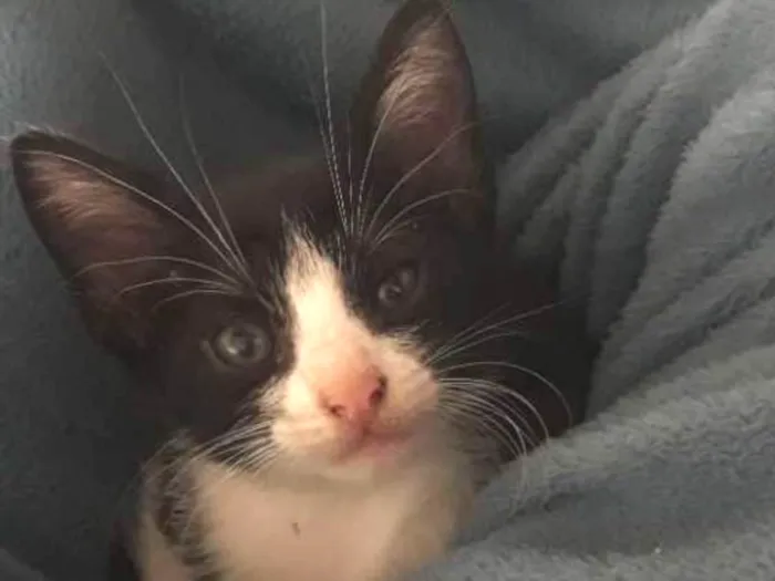 Gato ra a Indefinida idade Abaixo de 2 meses nome Sem nome