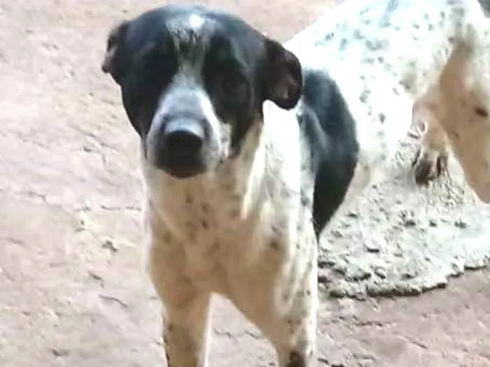 Cachorro ra a vira-lata  idade 1 ano nome Max