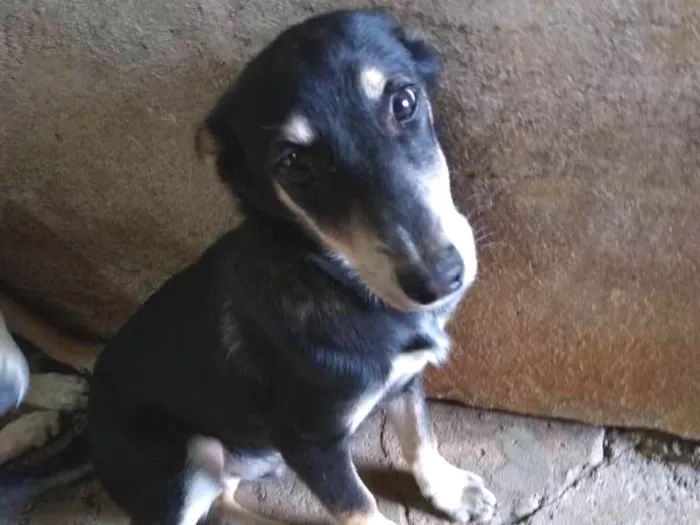 Cachorro ra a Viralata idade 2 a 6 meses nome Sem nome 