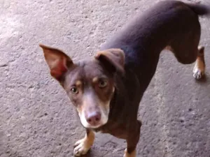 Cachorro raça vira-lata  idade 3 anos nome Astor 