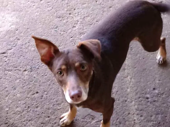 Cachorro ra a vira-lata  idade 3 anos nome Astor 
