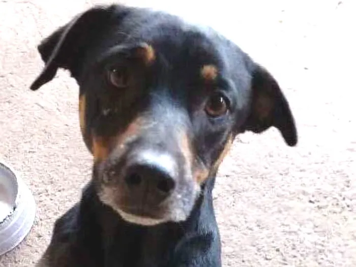 Cachorro ra a vira-lata  idade 3 anos nome buck