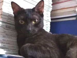 Gato raça Vira lata idade 7 a 11 meses nome Sem nome