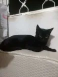 Gata preta