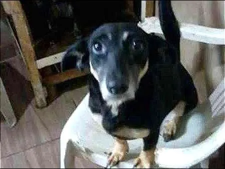 Cachorro ra a Vira Lata idade 4 anos nome Dino