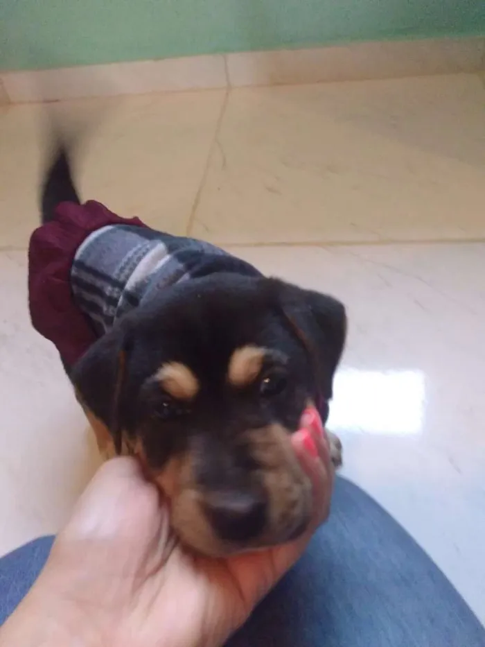 Cachorro ra a Vira lata idade Abaixo de 2 meses nome Pantera