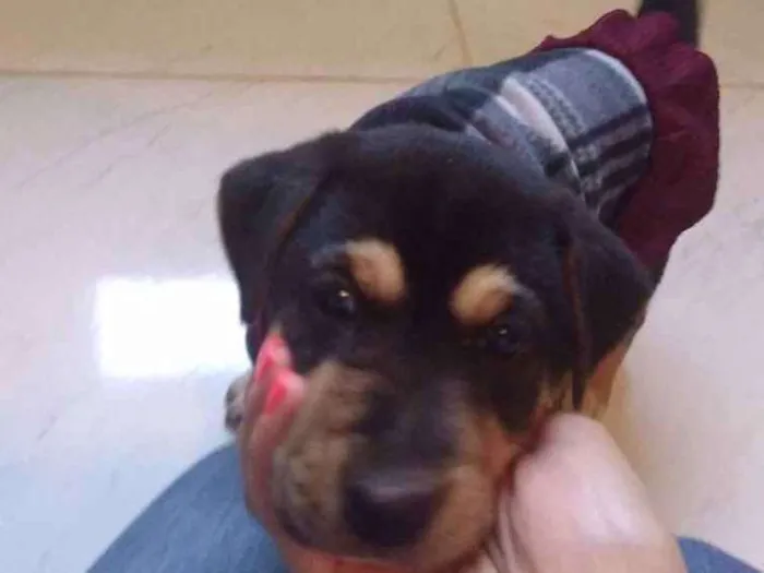 Cachorro ra a Vira lata idade Abaixo de 2 meses nome Pantera