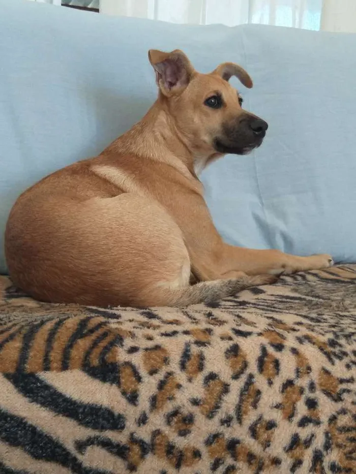 Cachorro ra a Indefinida  idade 2 a 6 meses nome Alemão 