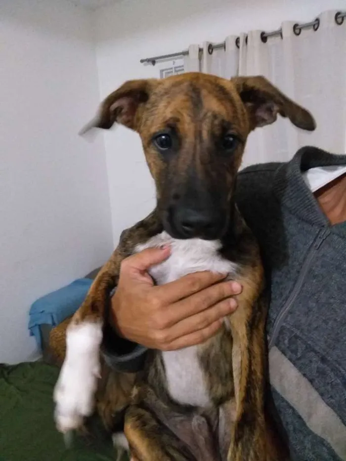 Cachorro ra a Indefinida  idade 2 a 6 meses nome Tigrinho