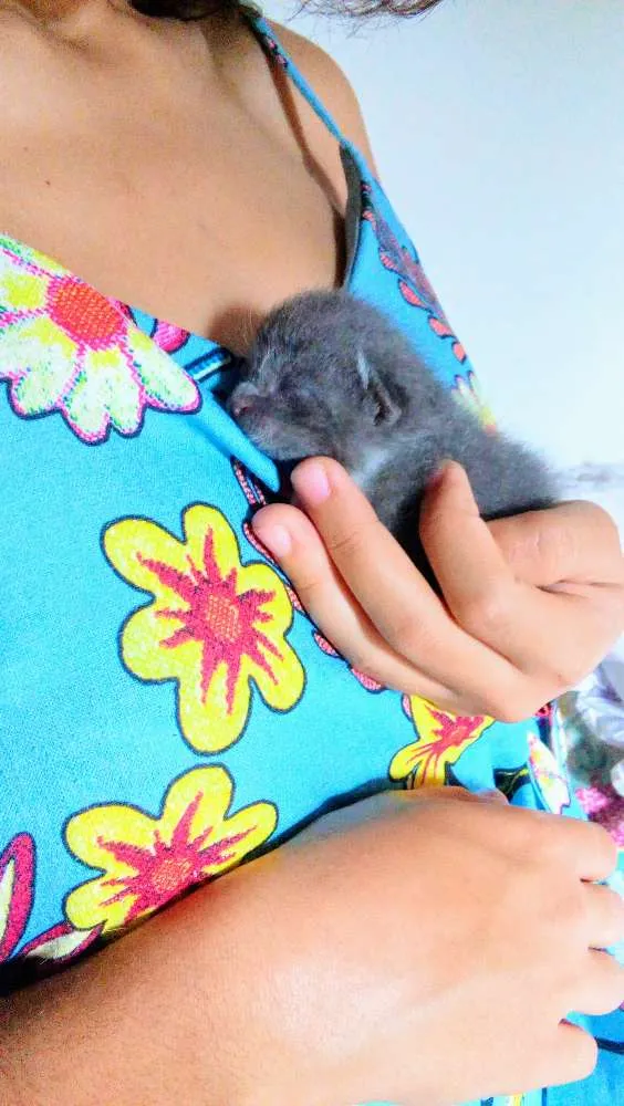 Gato ra a Comum idade 2 a 6 meses nome Nao tem