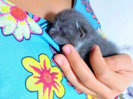 Gato ra a Comum idade 2 a 6 meses nome Nao tem