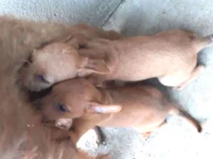 Cachorro raça SRD idade 2 a 6 meses nome Sem nomes