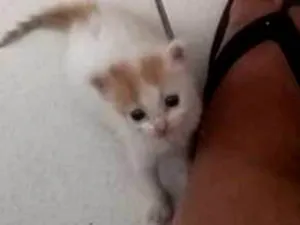 Gato raça  idade 2 a 6 meses nome Não tem
