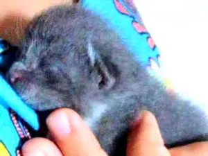 Gato raça Comum idade 2 a 6 meses nome Nao tem