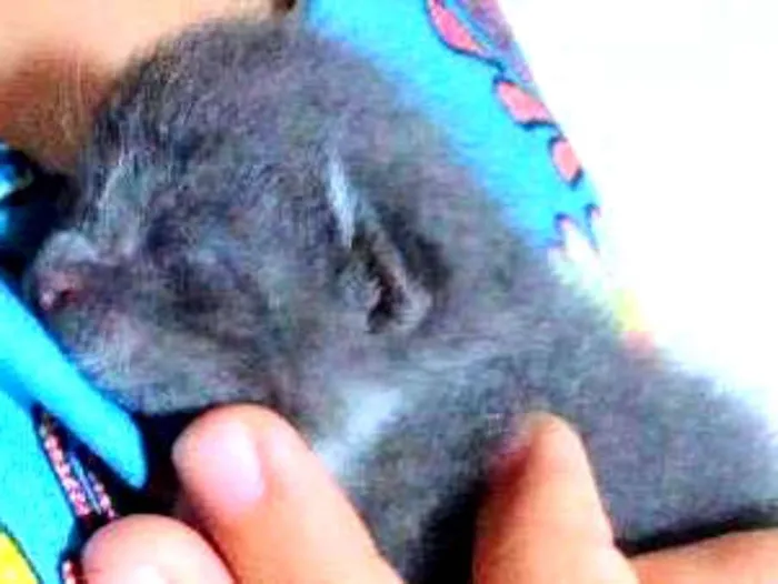 Gato ra a Comum idade 2 a 6 meses nome Nao tem