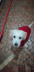 Cachorro raça Srd idade 7 a 11 meses nome Neve