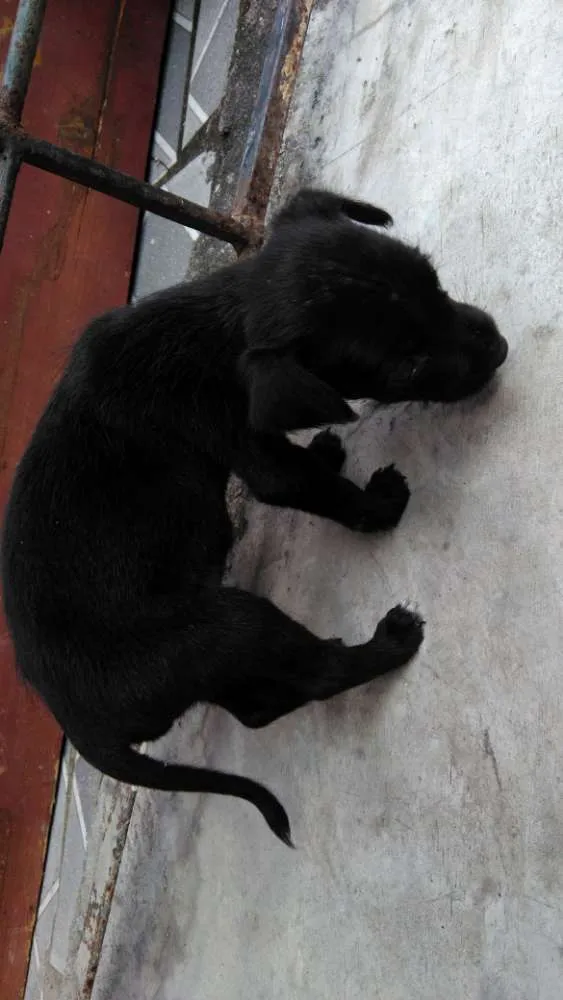 Cachorro ra a  idade Abaixo de 2 meses nome Meny