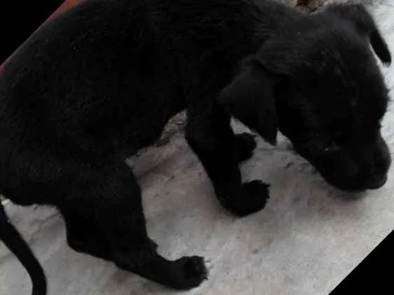 Cachorro ra a  idade Abaixo de 2 meses nome Meny