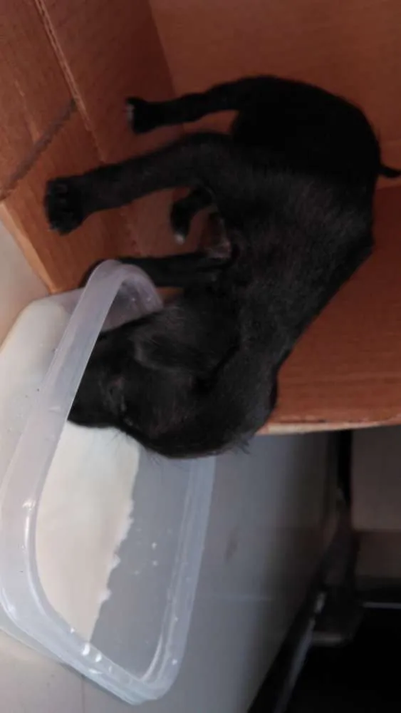 Cachorro ra a  idade Abaixo de 2 meses nome Meny