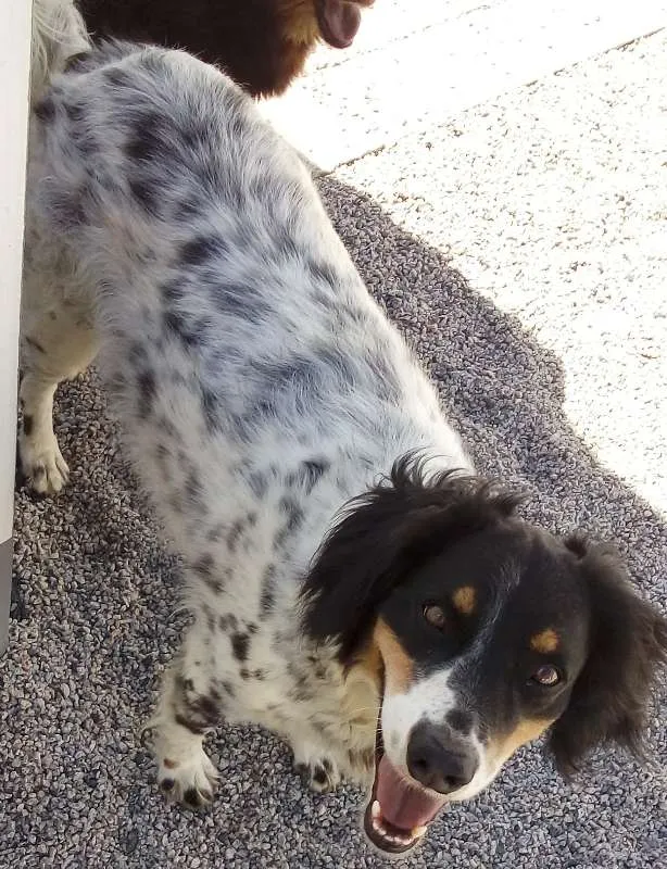 Cachorro ra a SRD idade 5 anos nome Hollie