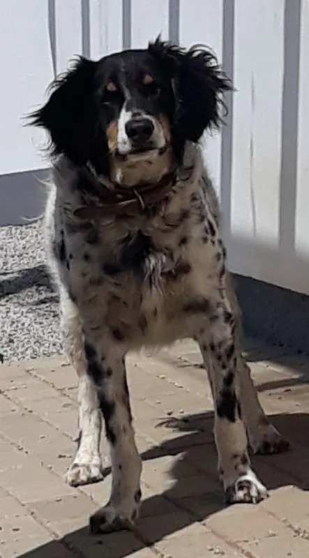 Cachorro ra a SRD idade 5 anos nome Hollie