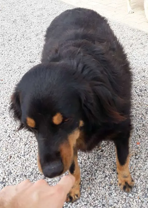 Cachorro ra a SRD idade 5 anos nome Dudi