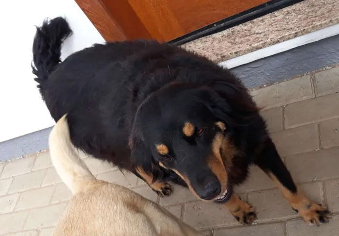 Cachorro ra a SRD idade 5 anos nome Dudi