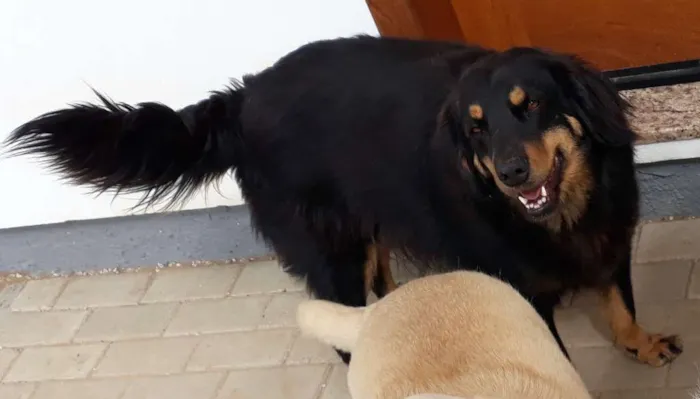 Cachorro ra a SRD idade 5 anos nome Dudi