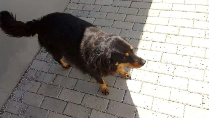 Cachorro ra a SRD idade 5 anos nome Dudi
