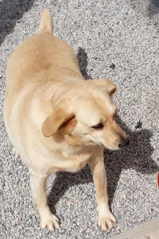 Cachorro ra a SRD idade 6 ou mais anos nome Dora