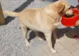 Dora