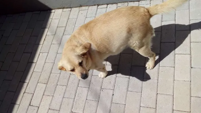 Cachorro ra a SRD idade 6 ou mais anos nome Dora